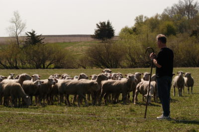 En fårehyrde er ansvarlig for flokkens vækst, velfærd og sikkerhed. Det er et meget alsidigt arbejde.