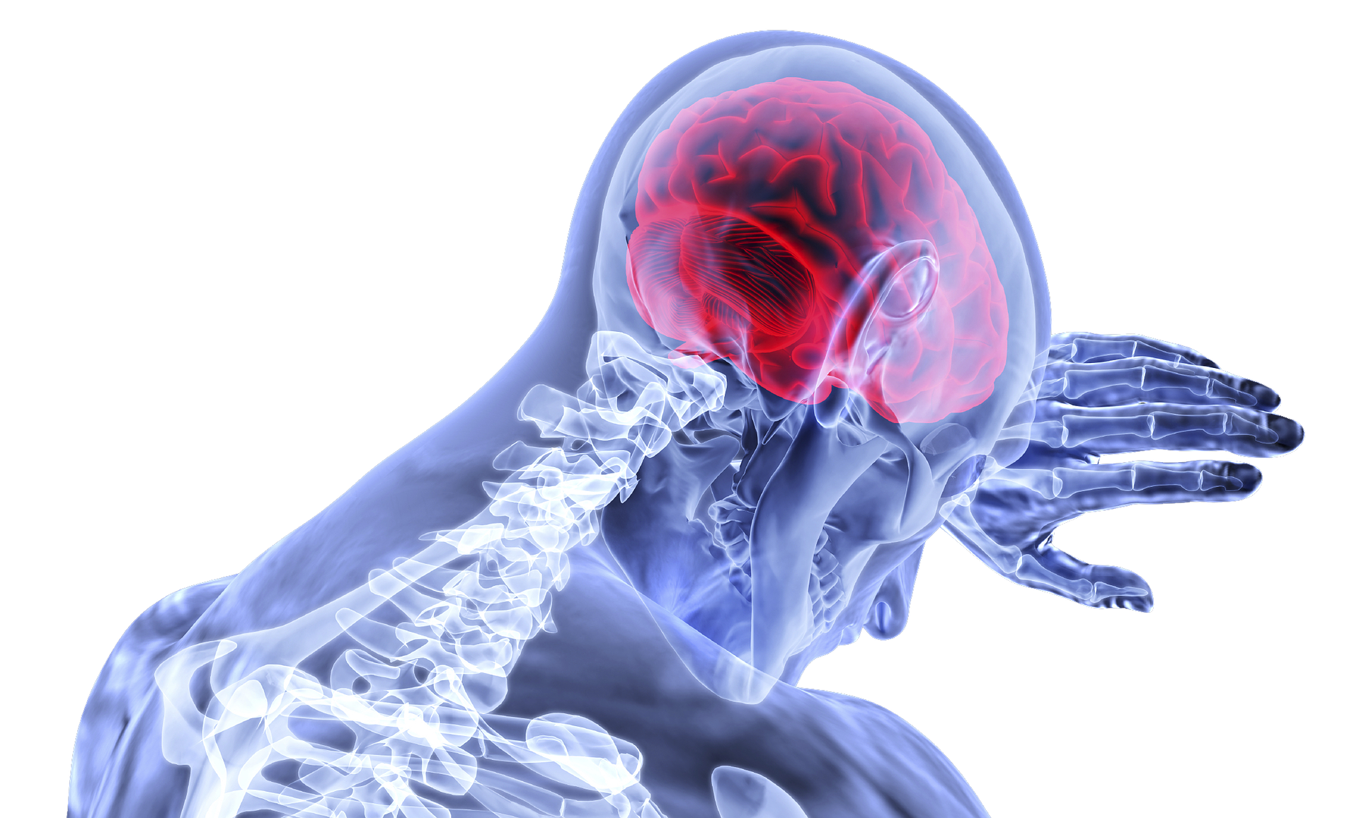 hjerne neuropsykolog